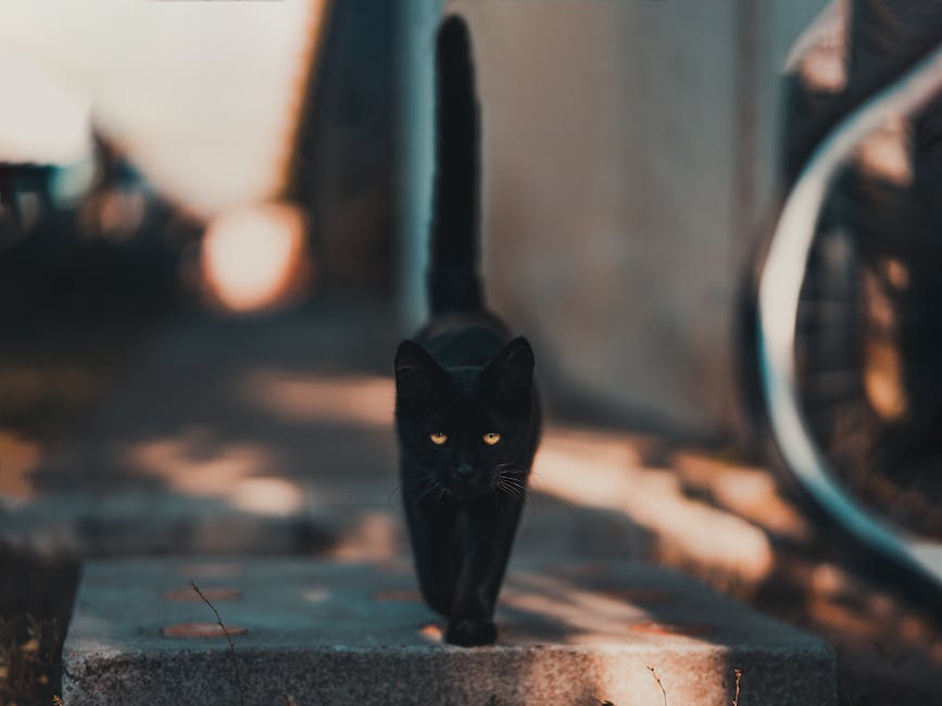  Black Panther 2 Hintergrundinformationen auf Disney Plus