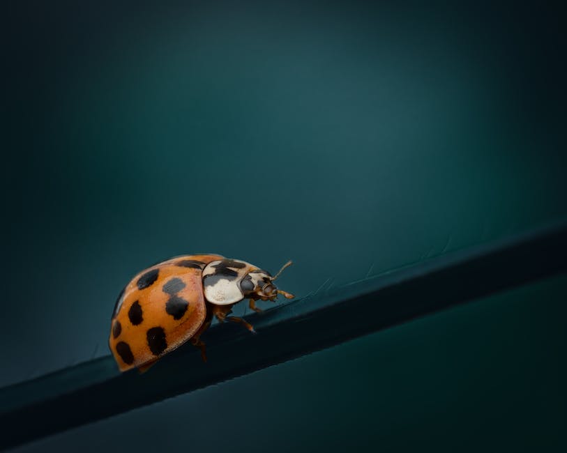  Ladybug auf dem Disney Channel - Wann?